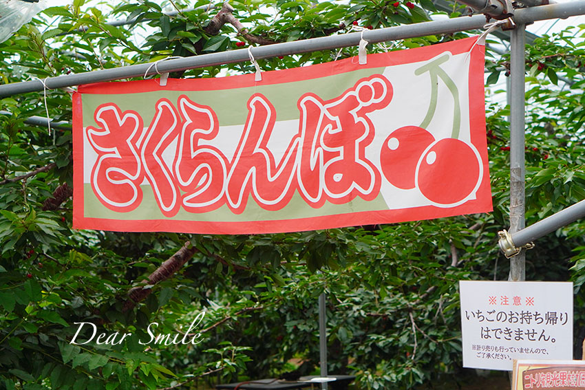 【お出かけ】ニトリ観光果樹園（旧山本観光果樹園）でさくらんぼ狩りを楽しんで来たよ。【小3 夏休み】